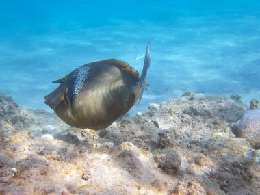 Kısa burunlu unicornfish - Naso brevirostris 