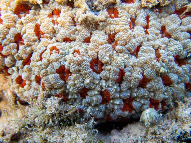 Eşsiz beyaz / kırmızı Acanthastrea LPS mercanı, Kızıl Deniz 'e sualtı fotoğrafçılığı