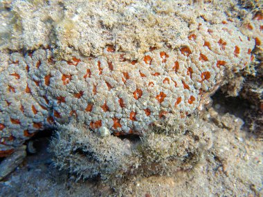 Eşsiz beyaz / kırmızı Acanthastrea LPS mercanı, Kızıl Deniz 'e sualtı fotoğrafçılığı