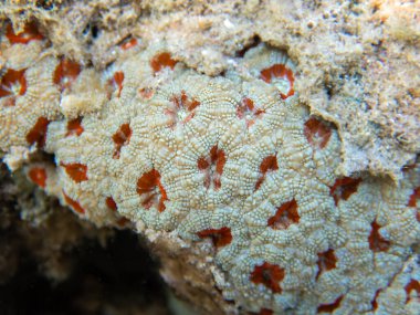 Eşsiz beyaz / kırmızı Acanthastrea LPS mercanı, Kızıl Deniz 'e sualtı fotoğrafçılığı