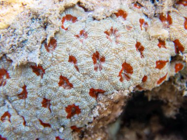 Eşsiz beyaz / kırmızı Acanthastrea LPS mercanı, Kızıl Deniz 'e sualtı fotoğrafçılığı