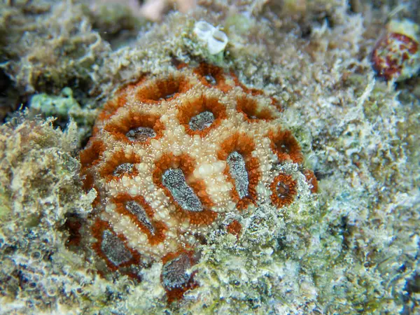 Favia, Mussidae familyasından bir resif mercan cinsi..