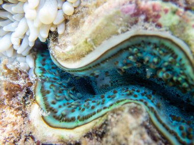 Maxima Tridacna inanılmaz desenler ve doğal tasarım, ultra makro sualtı fotoğrafçılığı.