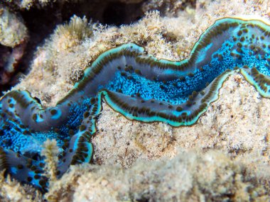 Maxima Tridacna inanılmaz desenler ve doğal tasarım, ultra makro sualtı fotoğrafçılığı.