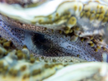 Maxima Tridacna inanılmaz desenler ve doğal tasarım, ultra makro sualtı fotoğrafçılığı.