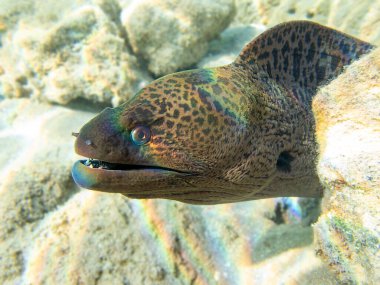 Dev yılanbalığı - (Gymnothorax javanicus)