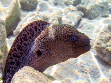 Dev yılanbalığı - (Gymnothorax javanicus)