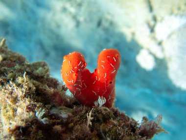 Kızıl zehirli parmak deniz süngeri - Negombata magnifica