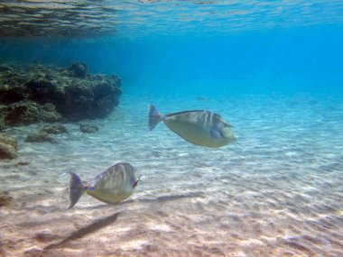 Kısa burunlu unicornfish - Naso brevirostris 