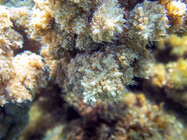 Acropora kısa polip taşlı mercan, Kızıl Deniz 'e sualtı fotoğrafı
