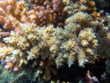 Acropora kısa polip taşlı mercan, Kızıl Deniz 'e sualtı fotoğrafı