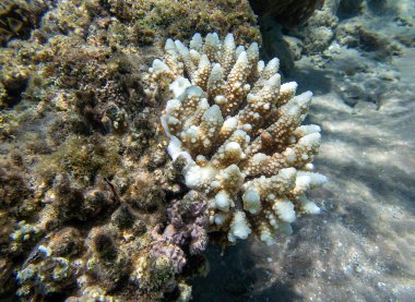 Acropora kısa polip taşlı mercan, Kızıl Deniz 'e sualtı fotoğrafı