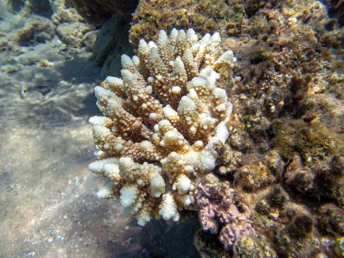 Acropora kısa polip taşlı mercan, Kızıl Deniz 'e sualtı fotoğrafı