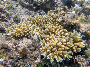 Acropora kısa polip taşlı mercan, Kızıl Deniz 'e sualtı fotoğrafı