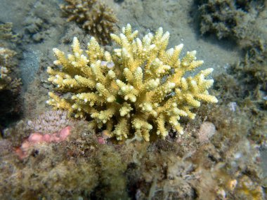 Acropora kısa polip taşlı mercan, Kızıl Deniz 'e sualtı fotoğrafı