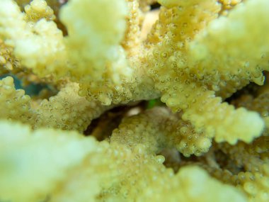 Acropora kısa polip taşlı mercan, Kızıl Deniz 'e sualtı fotoğrafı