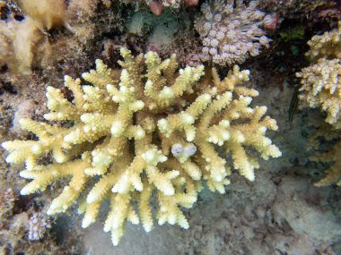 Acropora kısa polip taşlı mercan, Kızıl Deniz 'e sualtı fotoğrafı