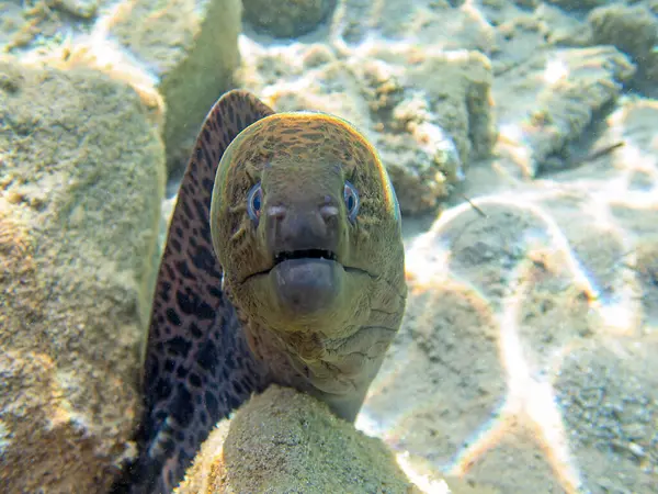 Dev yılanbalığı - (Gymnothorax javanicus)