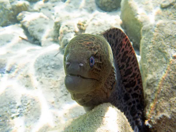 Dev yılanbalığı - (Gymnothorax javanicus)