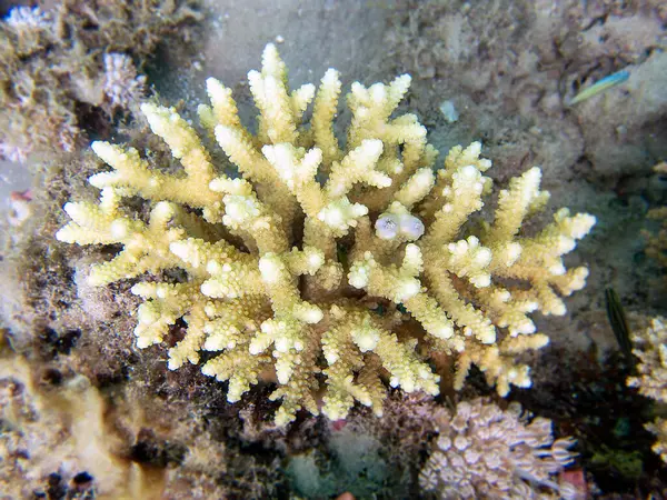 Acropora kısa polip taşlı mercan, Kızıl Deniz 'e sualtı fotoğrafı