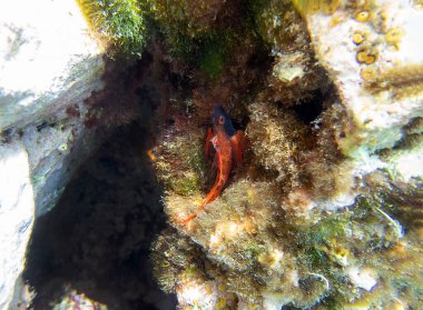 Tripterygion, Tripterygiidae familyasından bir balık cinsidir.