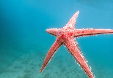 Kırmızı tarak kum seastarı - Astropecten aranciacus