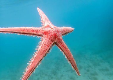 Kırmızı tarak kum seastarı - Astropecten aranciacus
