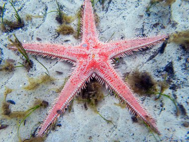 Kırmızı tarak kum seastarı - Astropecten aranciacus