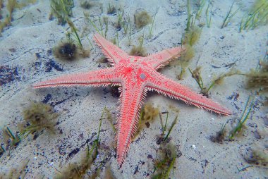 Kırmızı tarak kum seastarı - Astropecten aranciacus