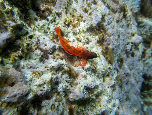 Tripterygion, Tripterygiidae familyasından bir balık cinsidir.