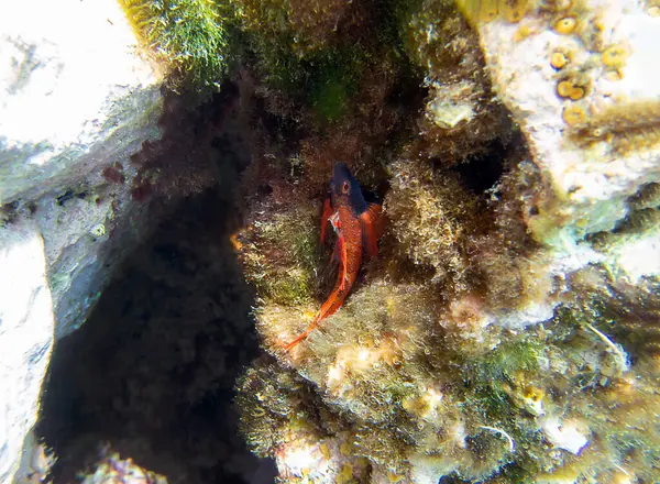 Tripterygion, Tripterygiidae familyasından bir balık cinsidir.