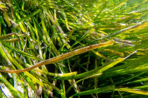 Geniş burunlu boru balığı - Syngnathus tifülü