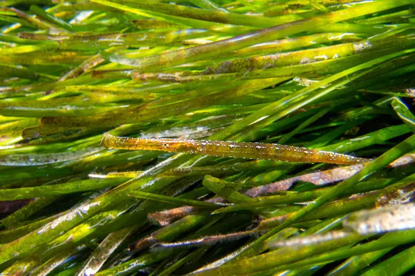 Geniş burunlu boru balığı - Syngnathus tifülü