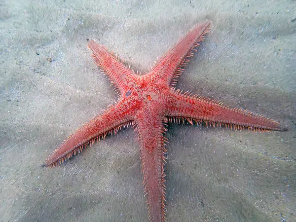 Kırmızı tarak kum seastarı - Astropecten aranciacus