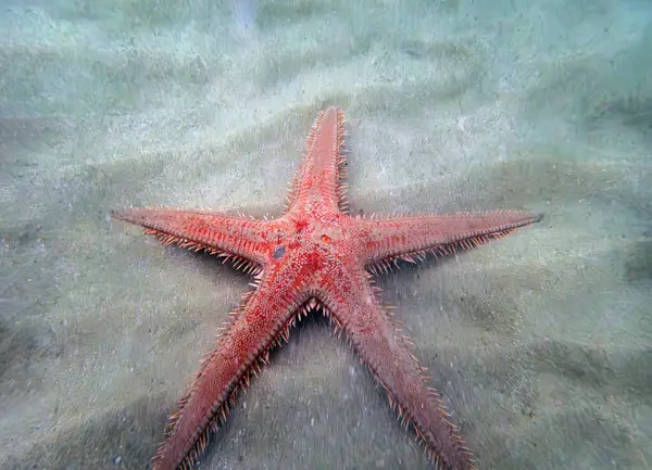 Kırmızı tarak kum seastarı - Astropecten aranciacus