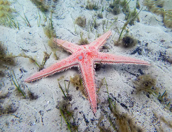 Kırmızı tarak kum seastarı - Astropecten aranciacus
