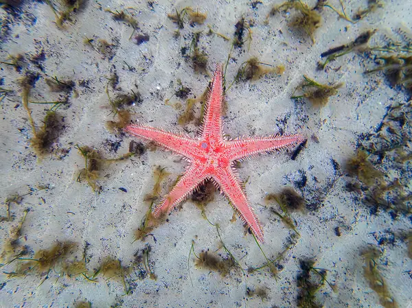 Kırmızı tarak kum seastarı - Astropecten aranciacus