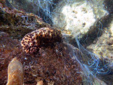 Deniz hıyarı sualtı fotoğrafçılığı - (Holothuria sanctori -) 
