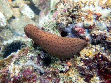 Deniz hıyarı sualtı fotoğrafçılığı - (Holothuria sanctori -) 