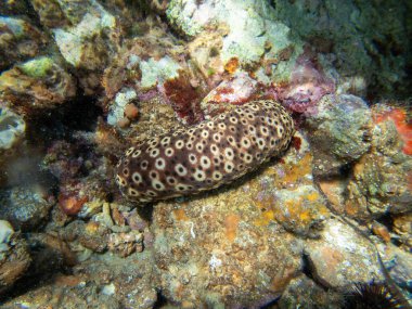 Deniz hıyarı sualtı fotoğrafçılığı - (Holothuria sanctori -) 