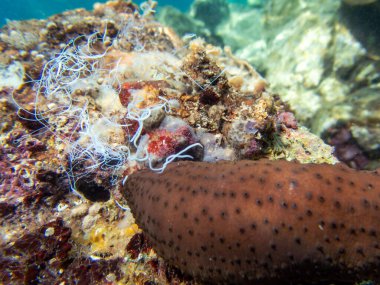 Deniz hıyarı sualtı fotoğrafçılığı - (Holothuria sanctori -) 