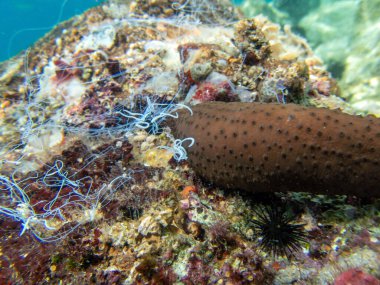 Deniz hıyarı sualtı fotoğrafçılığı - (Holothuria sanctori -) 