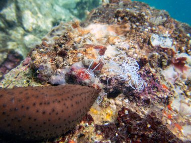 Deniz hıyarı sualtı fotoğrafçılığı - (Holothuria sanctori -) 