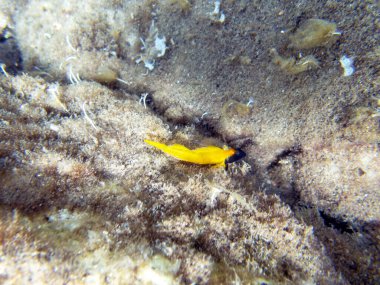 Tripterygion, Tripterygiidae familyasından bir balık cinsidir.
