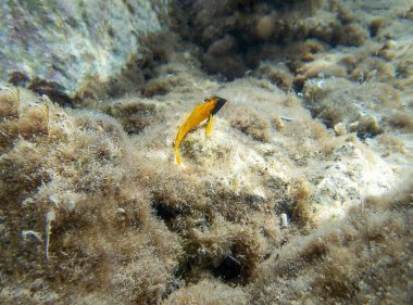 Tripterygion, Tripterygiidae familyasından bir balık cinsidir.