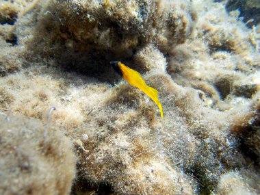 Tripterygion, Tripterygiidae familyasından bir balık cinsidir.