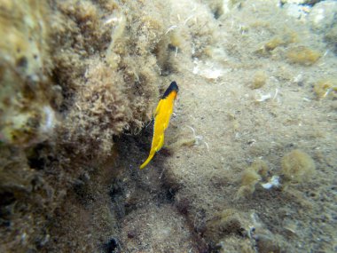 Tripterygion, Tripterygiidae familyasından bir balık cinsidir.