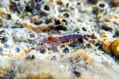 Kapüşonlu karides - (Athanas nitesanları), sualtı makro fotoğrafçılık 