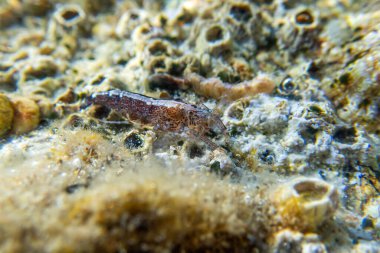 Kapüşonlu karides - (Athanas nitesanları), sualtı makro fotoğrafçılık 