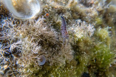 Kapüşonlu karides - (Athanas nitesanları), sualtı makro fotoğrafçılık 